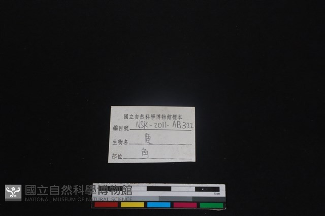梅花鹿骨藏品圖，第3張