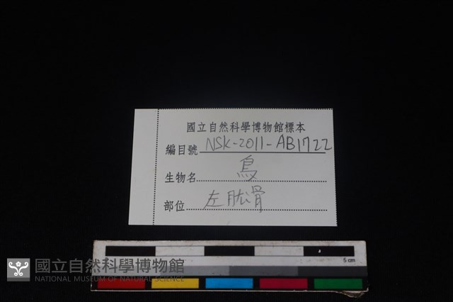 鳥綱骨藏品圖，第3張