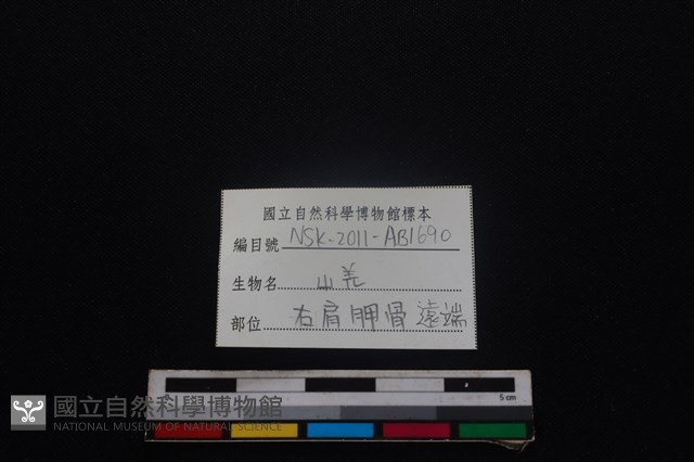山羌骨藏品圖，第3張