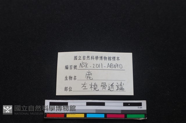 梅花鹿骨藏品圖，第3張