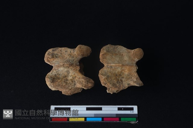 狗骨藏品圖，第3張