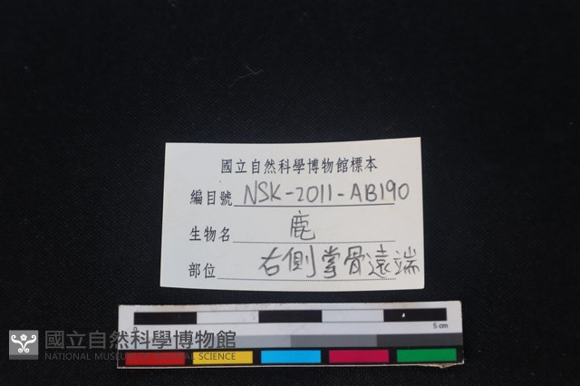 梅花鹿骨藏品圖，第3張