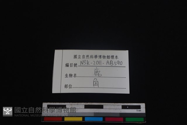 梅花鹿骨藏品圖，第3張
