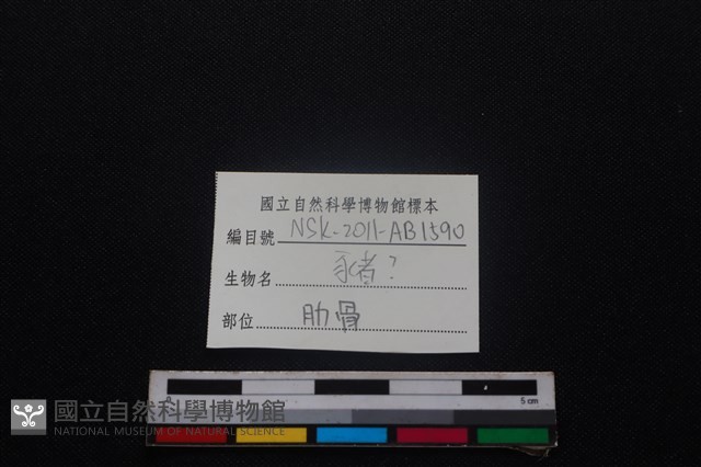 豬骨藏品圖，第3張