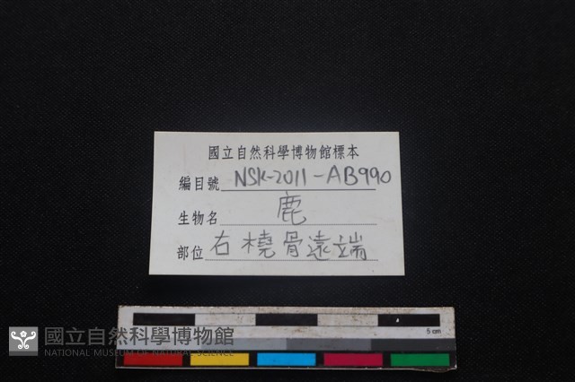 梅花鹿骨藏品圖，第3張