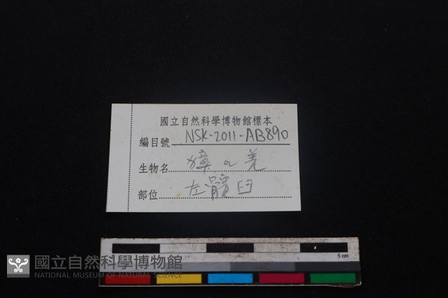 鹿科骨藏品圖，第3張