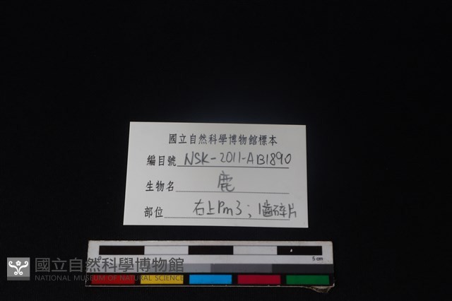 梅花鹿骨藏品圖，第3張