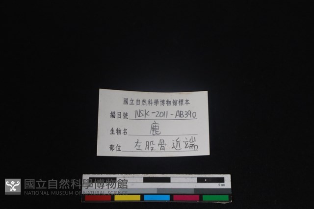 梅花鹿骨藏品圖，第3張