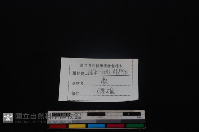 梅花鹿骨藏品圖，第3張