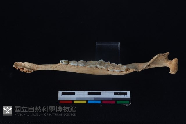 山羌骨藏品圖，第3張
