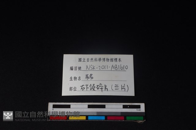 豬骨藏品圖，第3張