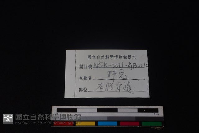 野兔骨藏品圖，第3張