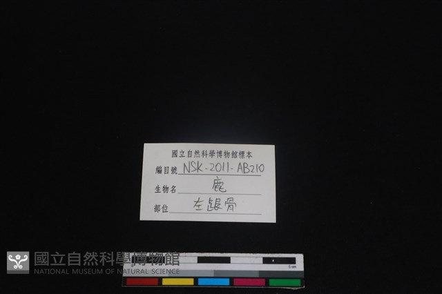 梅花鹿骨藏品圖，第3張