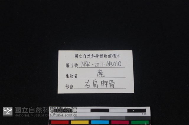 梅花鹿骨藏品圖，第3張