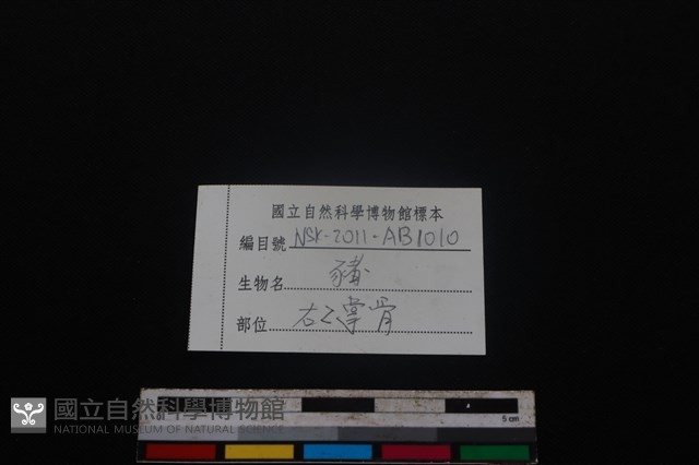 豬骨藏品圖，第3張