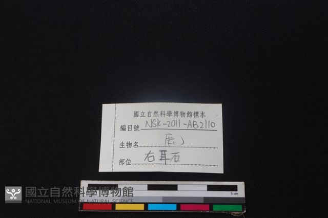 鹿骨藏品圖，第3張