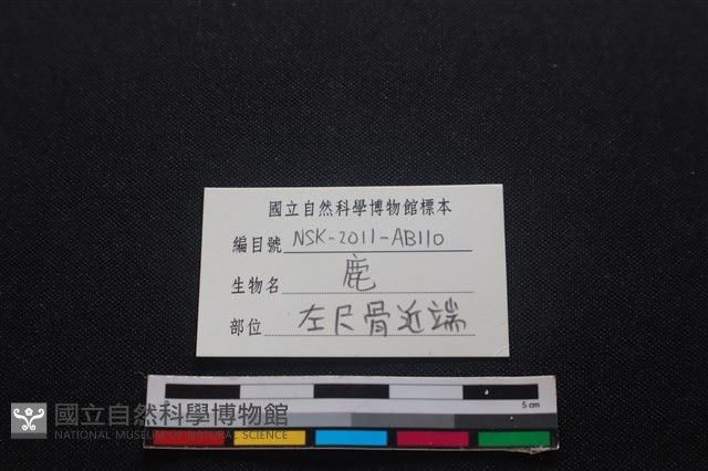 梅花鹿骨藏品圖，第3張