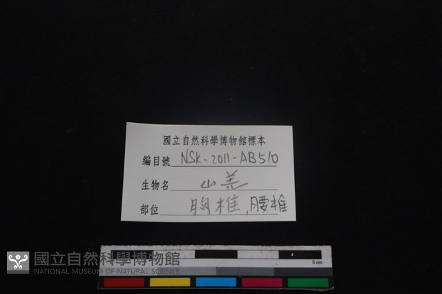 山羌骨藏品圖，第3張