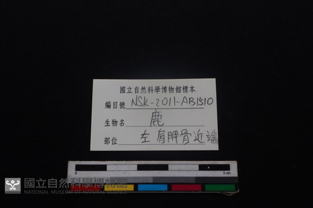 梅花鹿骨藏品圖，第3張
