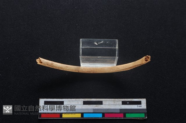 鹿科骨藏品圖，第2張