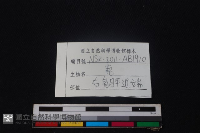 梅花鹿骨藏品圖，第3張