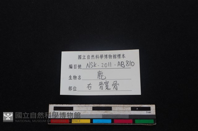 梅花鹿骨藏品圖，第3張