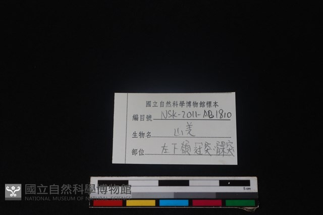 山羌骨藏品圖，第3張