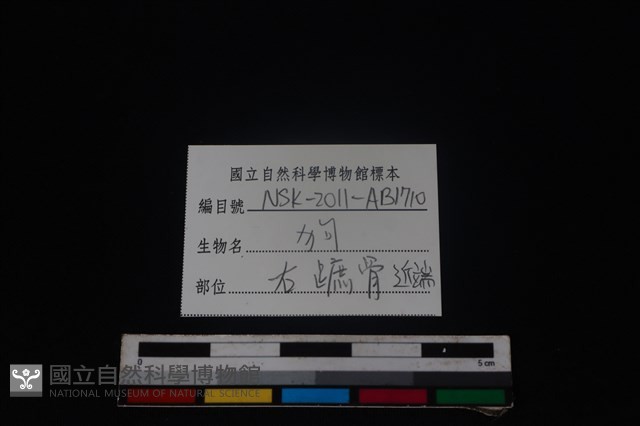 狗骨藏品圖，第3張