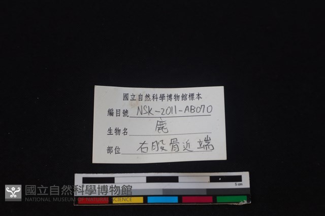 梅花鹿骨藏品圖，第3張