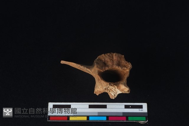 狗骨藏品圖，第3張