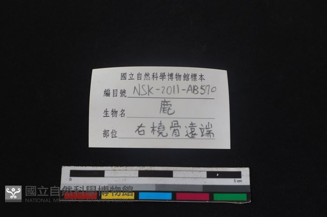 梅花鹿骨藏品圖，第3張