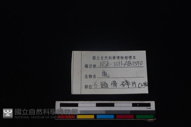 梅花鹿骨藏品圖，第3張
