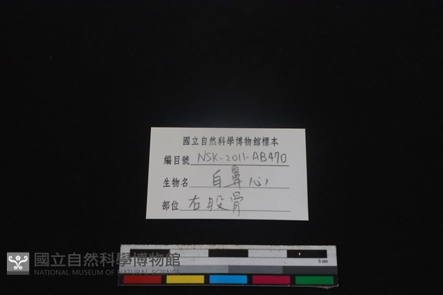 白鼻心骨藏品圖，第3張