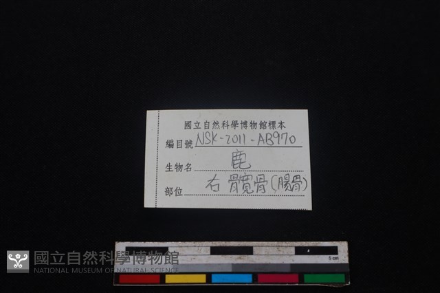 梅花鹿骨藏品圖，第3張