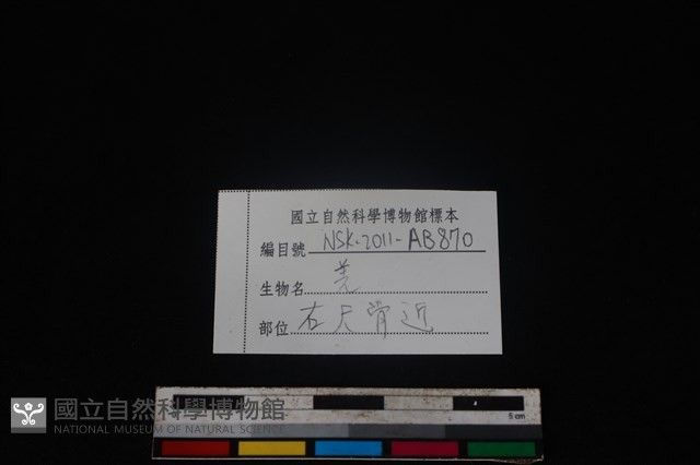山羌骨藏品圖，第3張