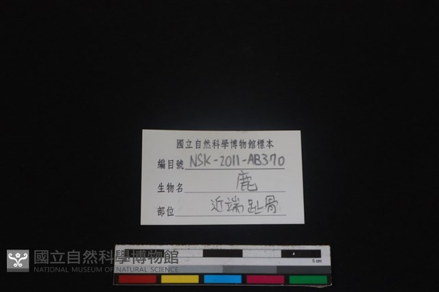 梅花鹿骨藏品圖，第3張