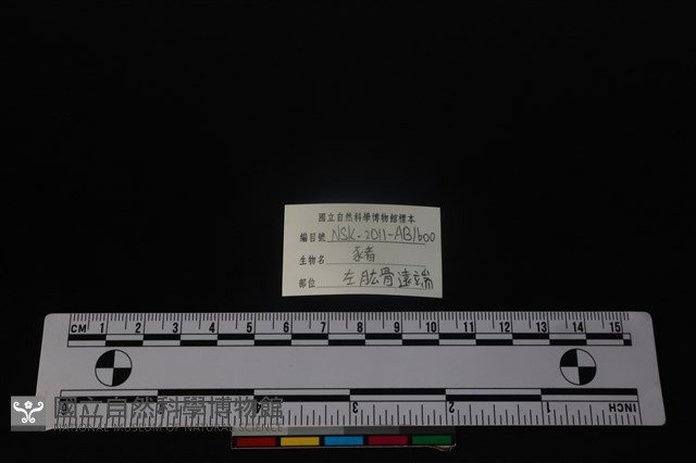 豬骨藏品圖，第3張