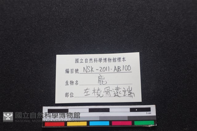 梅花鹿骨藏品圖，第3張