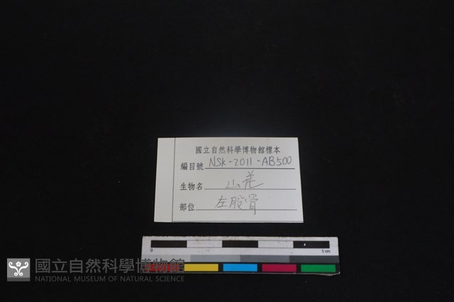山羌骨藏品圖，第3張