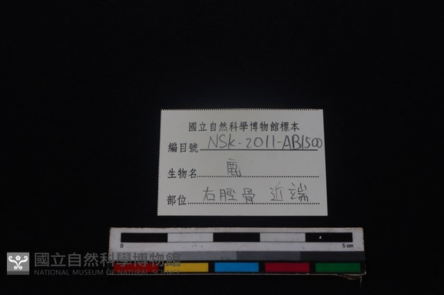 梅花鹿骨藏品圖，第3張