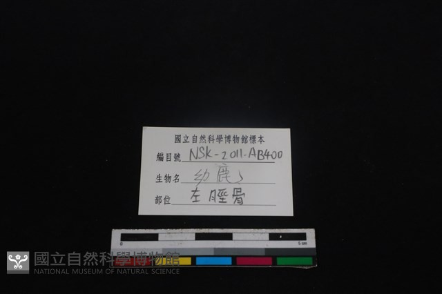 梅花鹿骨藏品圖，第3張