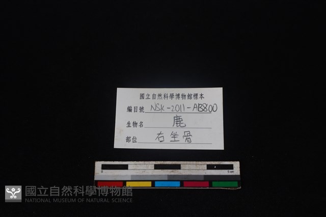 梅花鹿骨藏品圖，第3張