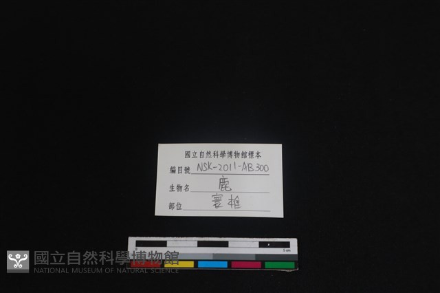 梅花鹿骨藏品圖，第3張