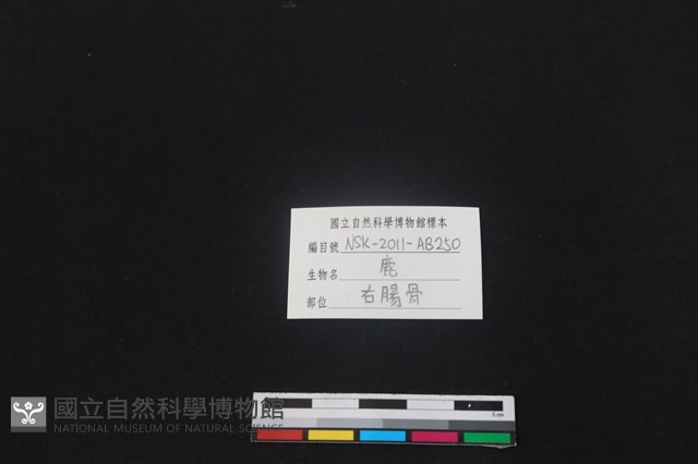 梅花鹿骨藏品圖，第3張