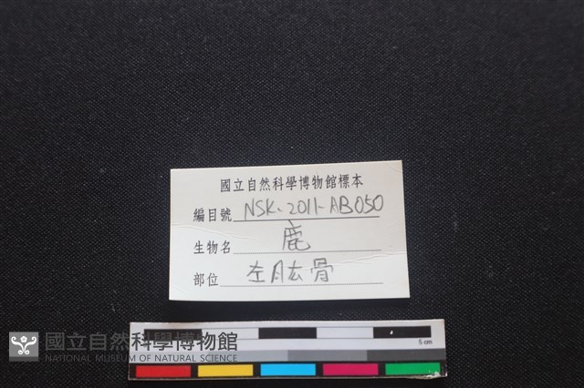 梅花鹿骨藏品圖，第3張