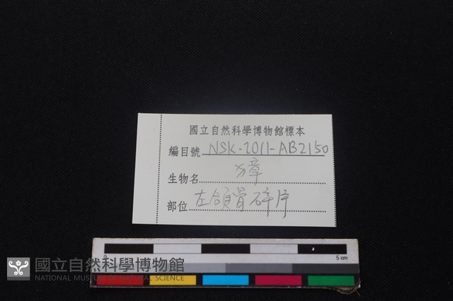 獐骨藏品圖，第3張