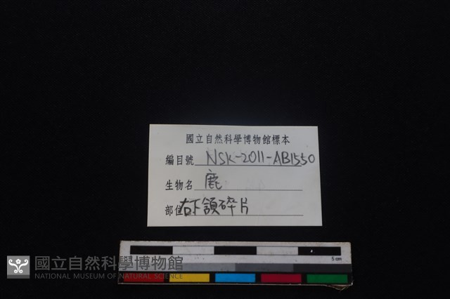 梅花鹿骨藏品圖，第3張