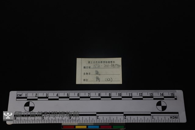 梅花鹿骨藏品圖，第3張