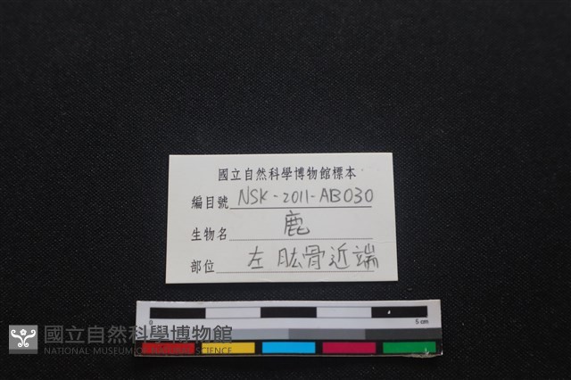 梅花鹿骨藏品圖，第3張