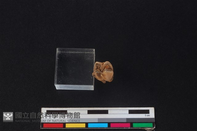 山羌骨藏品圖，第3張